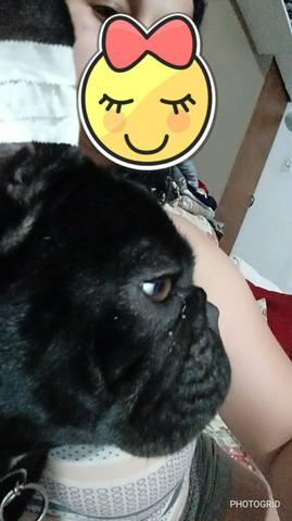 Bulldog francês fêmea perto cio Parcelo 12x
