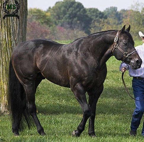 Cavalo mangalarga marchador