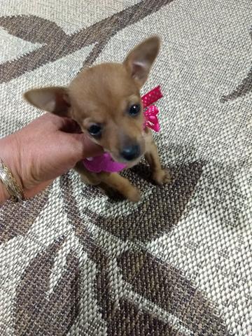 Lindo casal de Pincher n zero