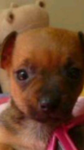 Procuro pinscher marrom 00 fêmea