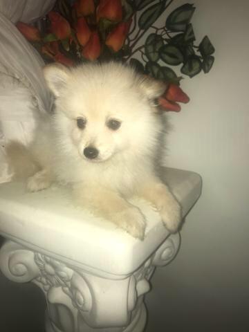 Spitz alemão fêmea