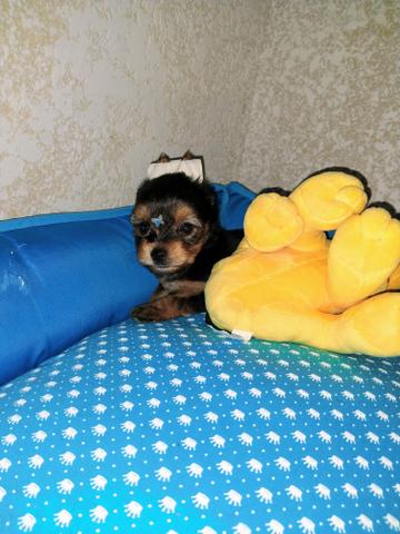 Yorkshire femea e macho mini