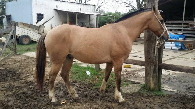 Cavalo Baio - 9 Anos - Charrete