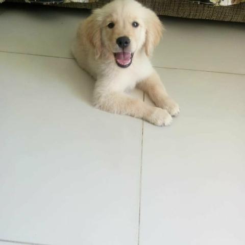 Goldem Retriever