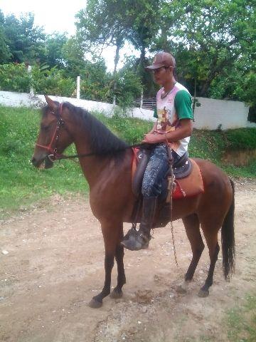 Égua Mangalarga Marchador