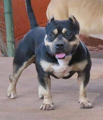 American bully para cobertura Tri color !