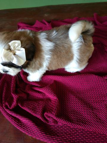 Linda shihtzu mine Femea