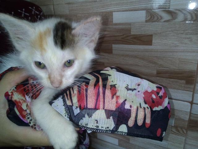 Lindas gatinhas para adoção!