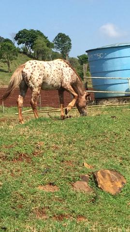 Vende-se cavalo da raça appaloosa