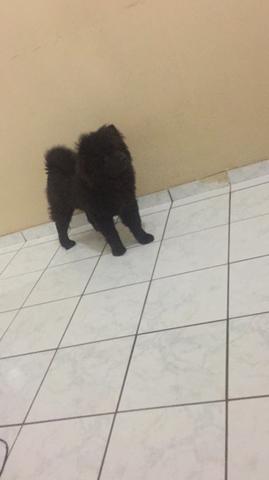 Chow Chow preto