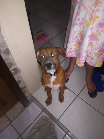 Quem souber onde estar esse cachorro 