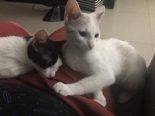 Doação de gatas castradas