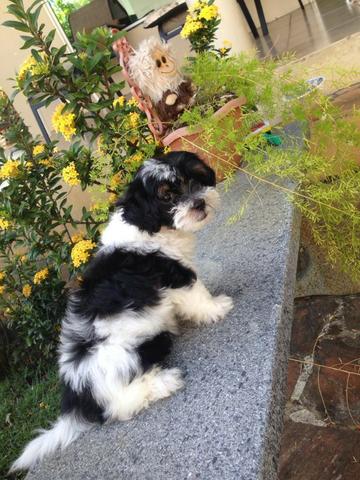 Lhasa Apso cadelinha de 2 meses