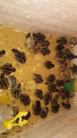 Pintinhos de Codorna