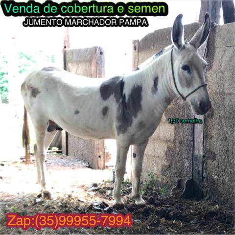 Cobertura Jumento pampa