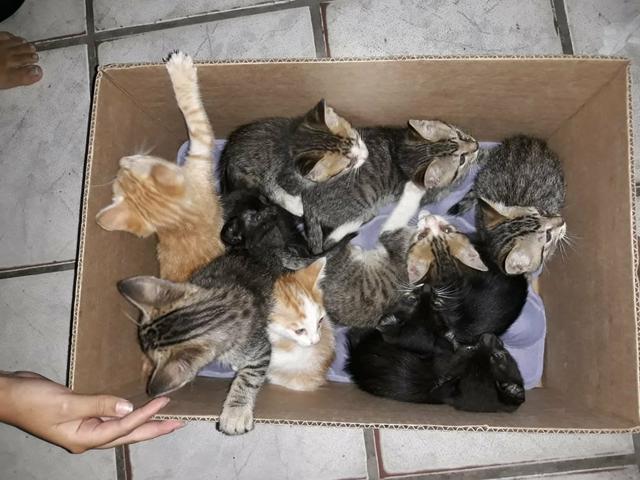 Doa -se gatinhos