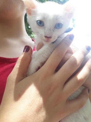 Gatinhas para adoção!! 2 meses de idade