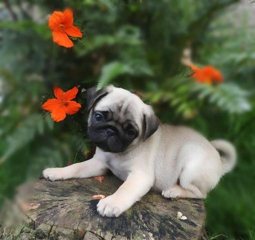 Pug fêmeas a pronta entrega