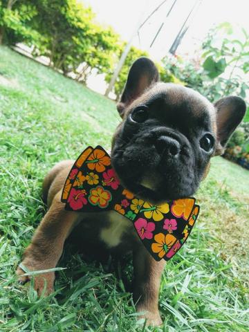 Bulldog Francês - Leia o anuncio