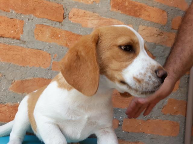 Fêmea de beagle com pedigree