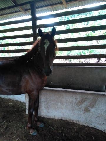 Potro top com documento