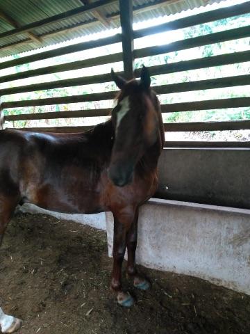 Potro top com documento