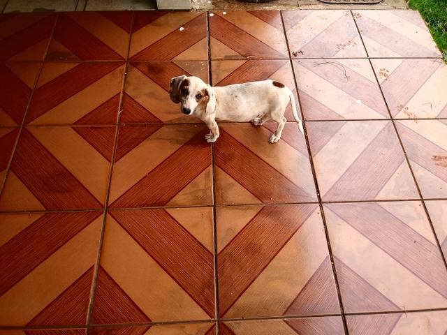 Cachorro precisa de um lar