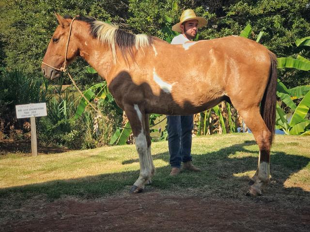 Cavalo muito bom com ótimo preço