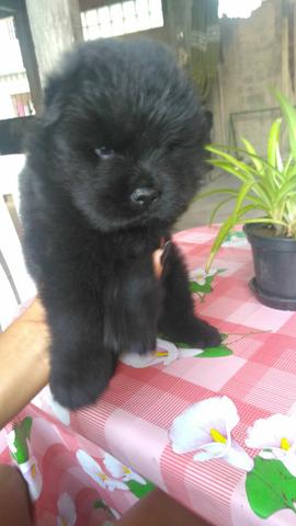 Chow-Chow