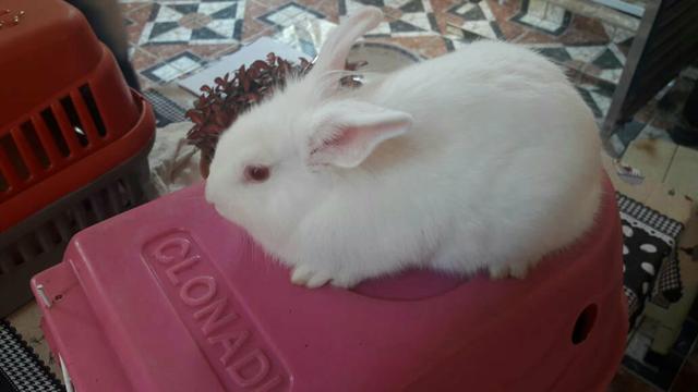 Coelhinhos perfeitos de raça pra hoje