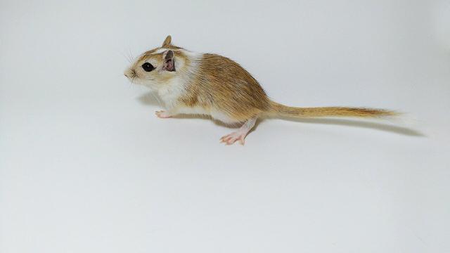 Esquilinhos da Mongólia