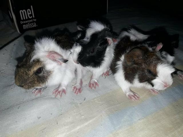 Porquinhos da india padrão europeu