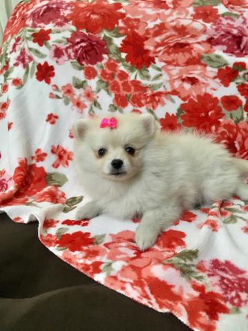 Spitz anão fêmea Branca pérola EXATAMENTE A DA FOTO