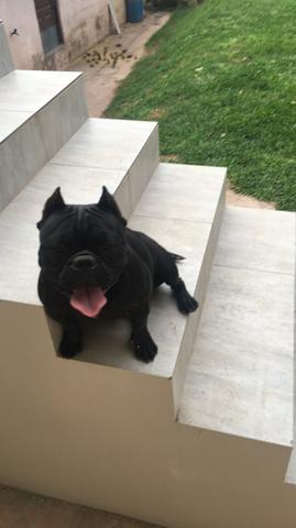 Vende-se bully fêmea