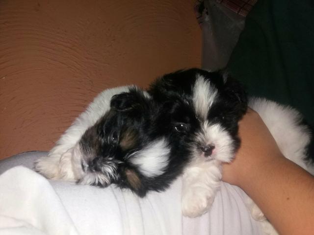 Vendo 2 machos de shitzu mini puros só 350 reais cada