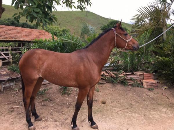 Egua - Quarto de Milha