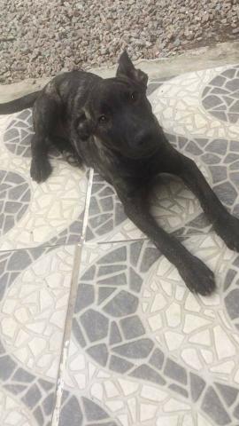 Pitbull American Com Bull Terrier