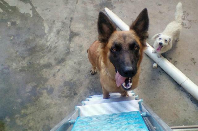 Procuro um cachorro da raça belga para cruza com minha cachorra