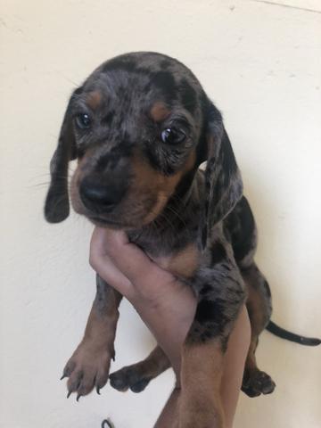 Basset teckel arlequim