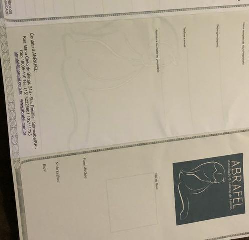 Bengal de 3 anos venda por necessidades.