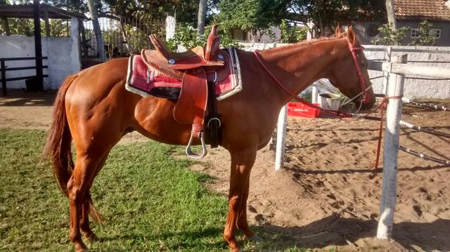 Cavalo QM (ótimo preço)