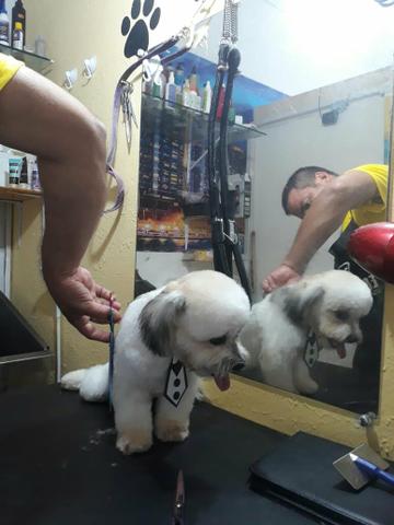 Curso de banho e tosa com groomer mauricio maia