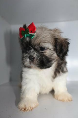 Linda Fêmea de Shitzu