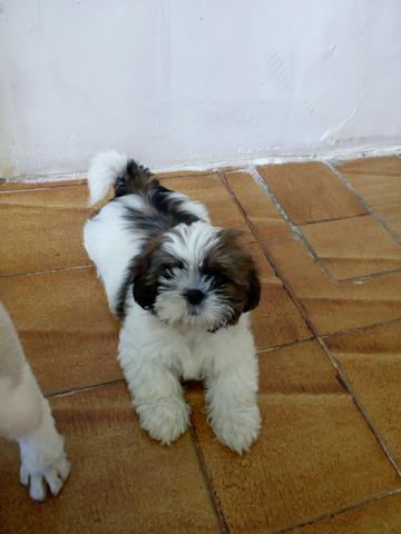 Shitzu fêmea