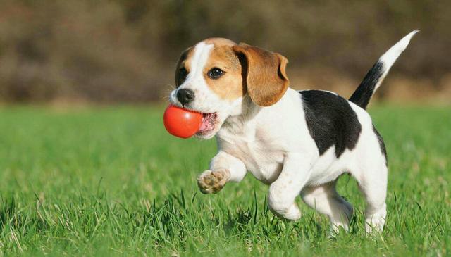 Adestramento de cães