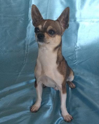 Chihuahua macho adulto
