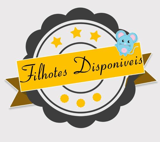 Esquilos da Mongólia