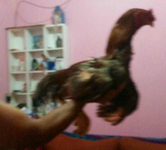 Frango indio