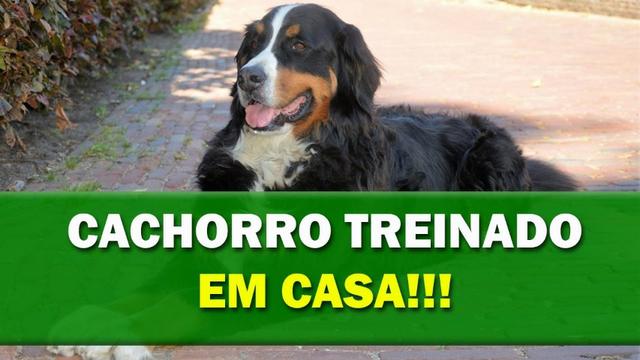 Meu Cachorro Treinado-Ebook Passo a Passo