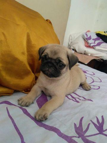Pug mini exelente linhagem 